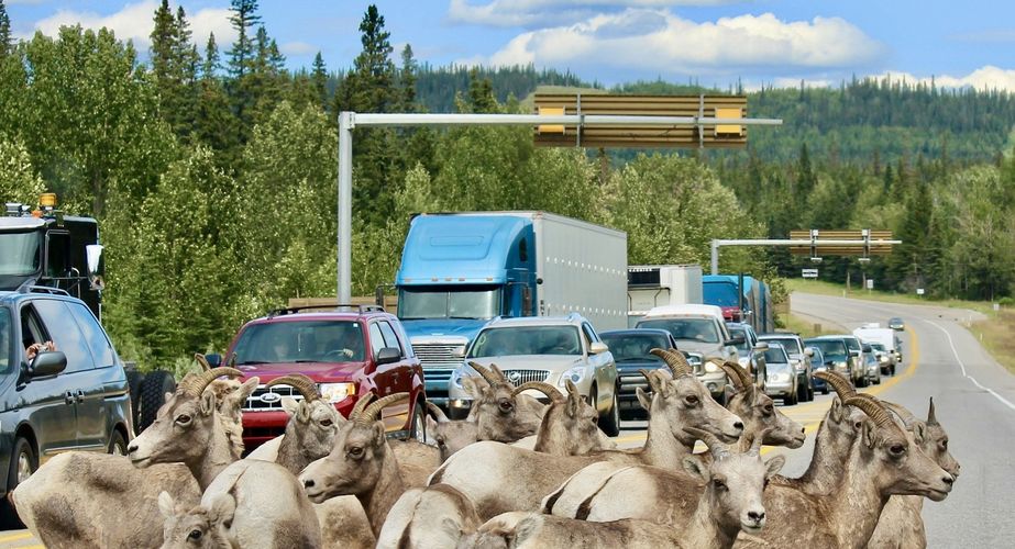 28 38 Canada 125 28 38 Canada 125